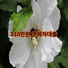 310만원 연체자대출 급전 당일 소액 일수 월변