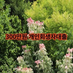 300만원 개인회생자대출 급전 당일 소액 일수 월변